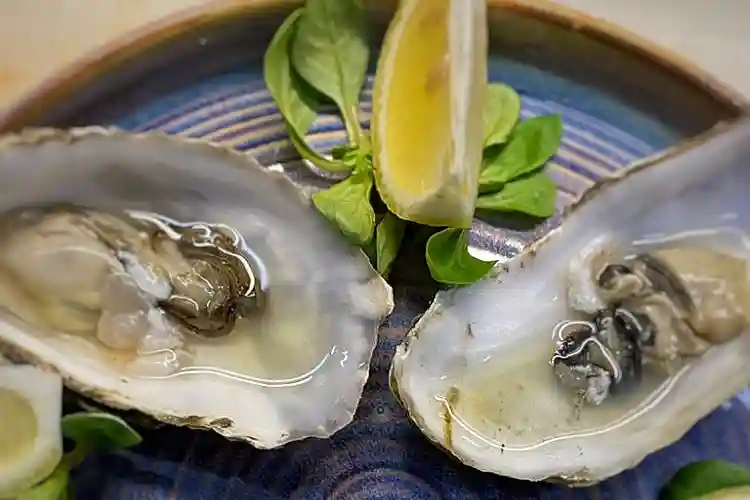 Oysters